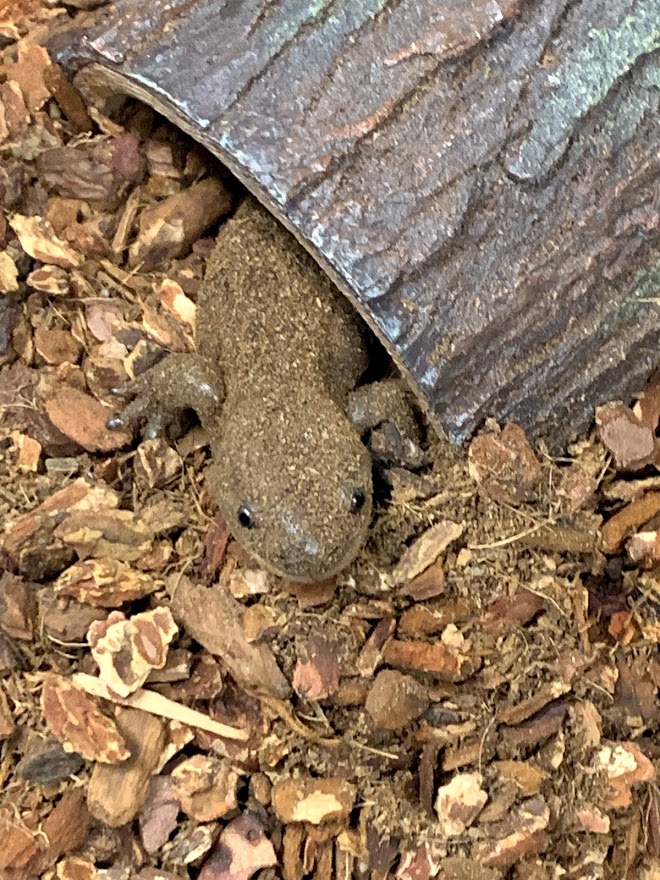 a salamander hiding in its habitat