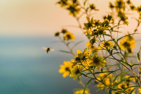 yellow wildflowers are pictured close up with a bee flying next to them. the background is a blurred sunny day.