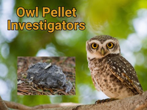 Photo of a brown owl on a branch and another image on top of it of an owl pellet. In orange writing it says Owl Pellet Investigator