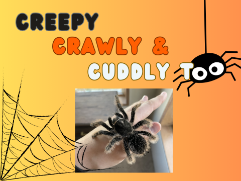 Orange background with the words Creepy Crawly & Cuddly Too. A photo of a hand holding a hairy spider and a graphic of a cute spider with big eyes and spider web.