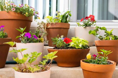 colorful plants and flowers in small pots as a container garden