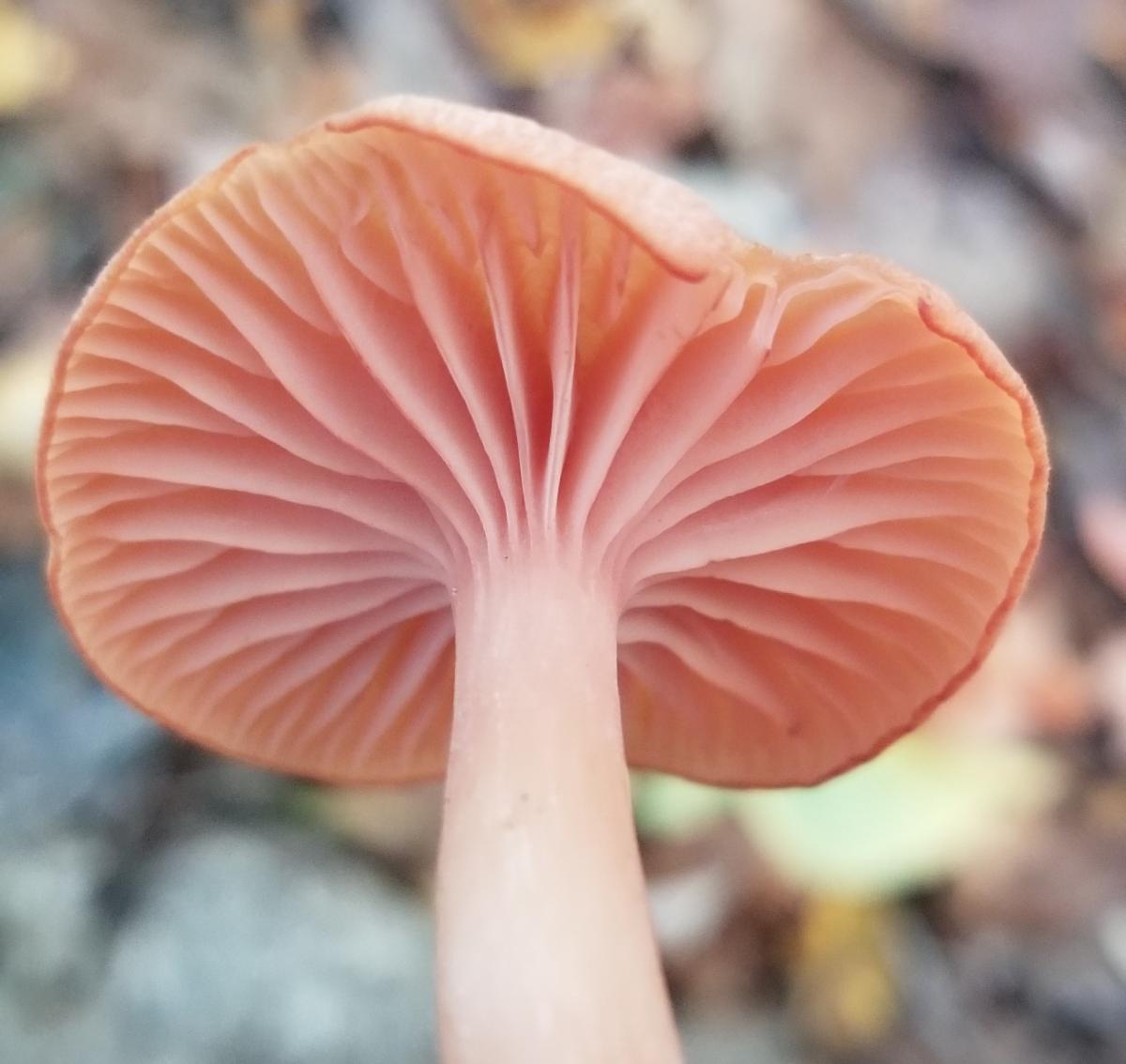 Image of a mushroom