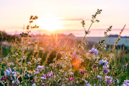 Field of Wild Flowers