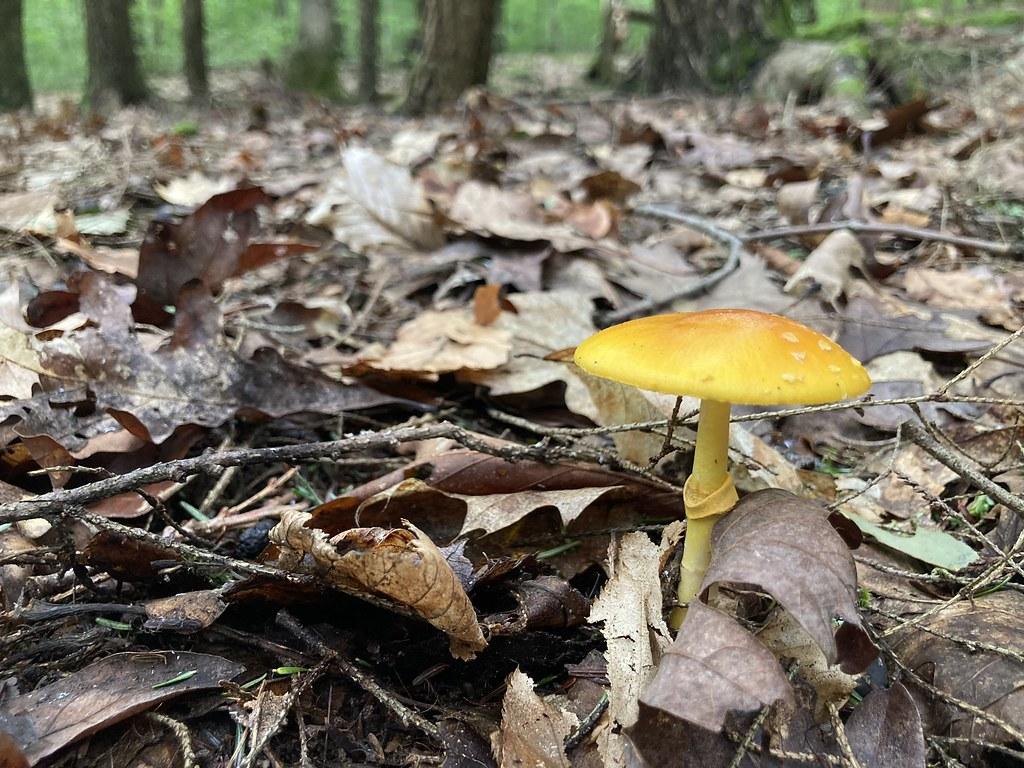 yellow mushroom in a bed of brown leaves
